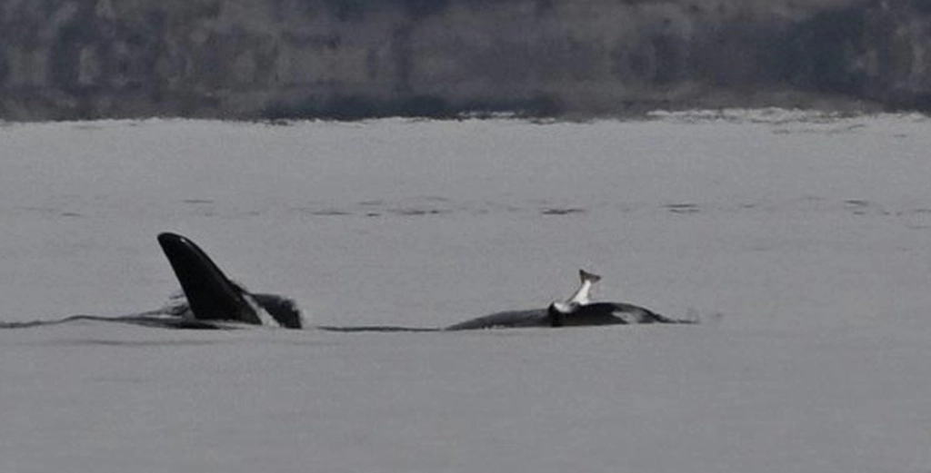 Strange Trend Returns After 40 Years:  Orcas Are Wearing Salmon “Hats”