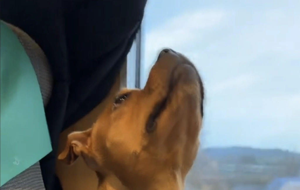 Dog Stares Up on Train: What She Sees Has Everyone Laughing