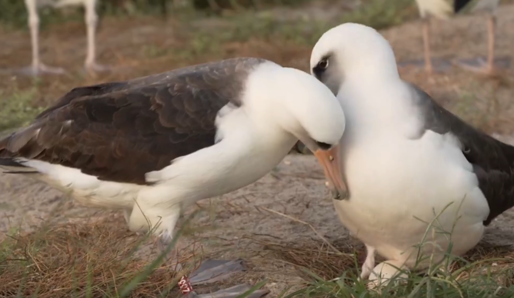 World’s Oldest Bird Lays Another Egg at Age 74