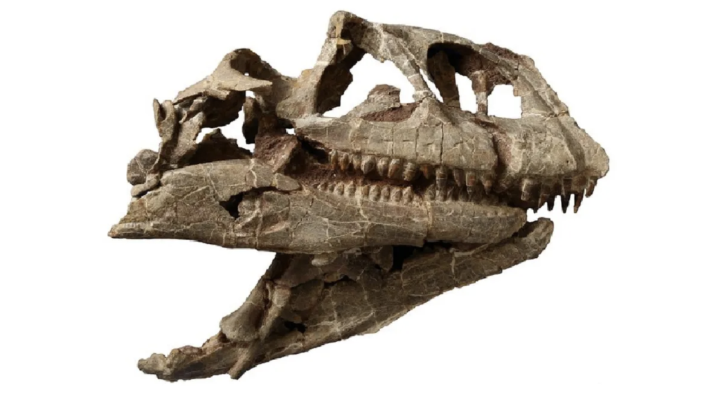 Enormous Dinosaur Skull from Unknown Species Discovered in China