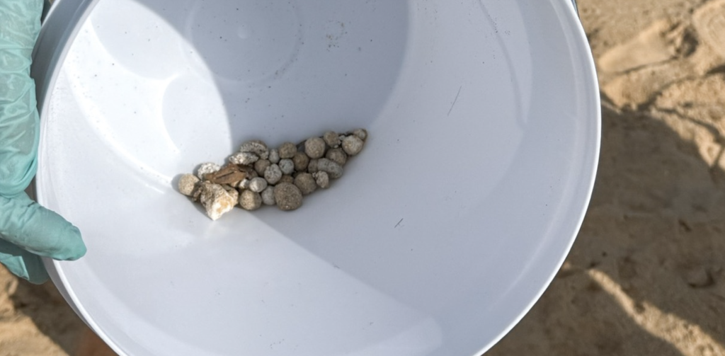 Authorities Warn Beachgoers as Mystery Balls Found to Contain E. Coli