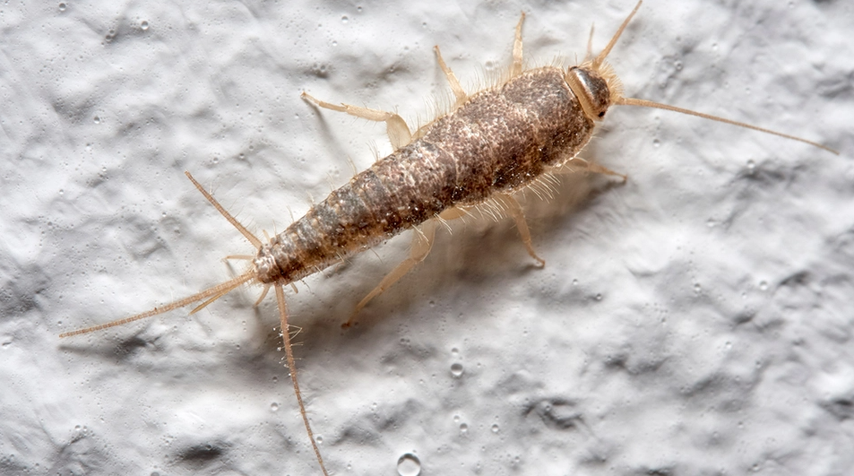 Seven Easy Tricks: How to Get Rid of Silverfish