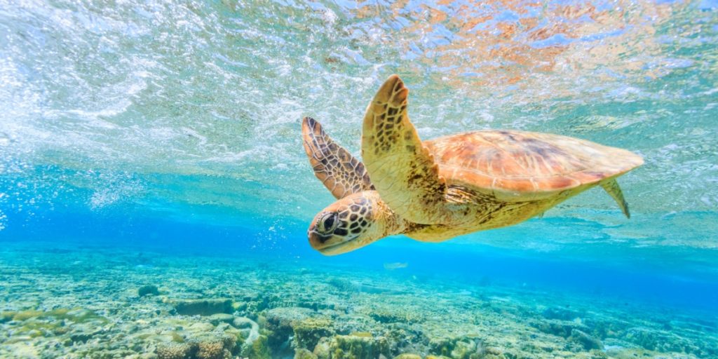 Eight Children and One Woman Dead from Eating Sea Turtle Meat