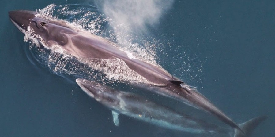 Giant Whales Reappear After Being Missing for Over a Century