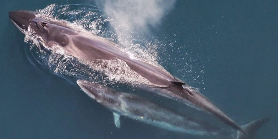 Giant Whales Reappear After Being Missing for Over a Century