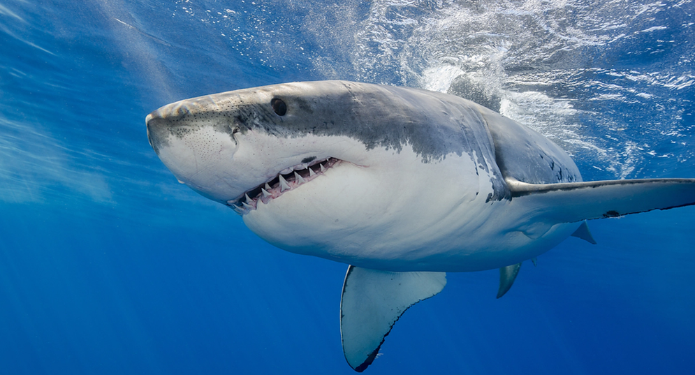 Back-to-Back Shark Attacks in Florida: Three Seriously Injured