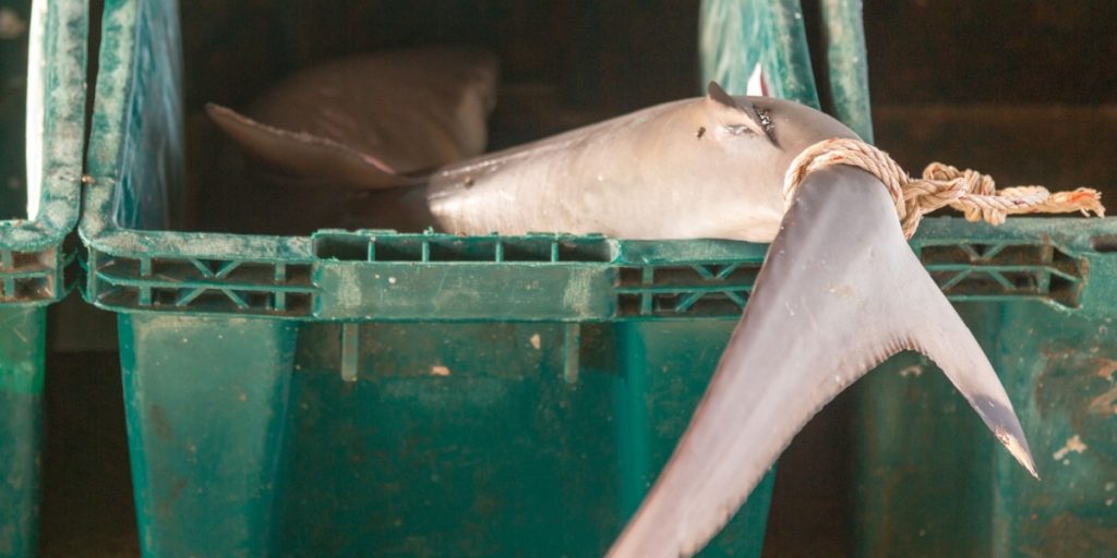 Rare Shark Sold for $17 in Zanzibar