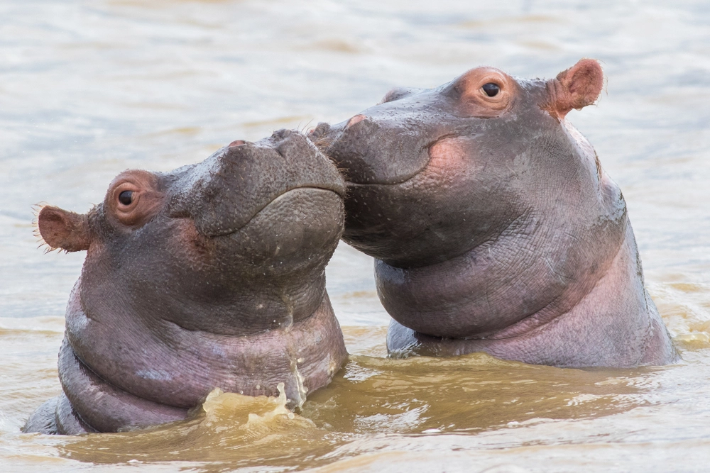 Colombian Court Rules to Exterminate Hippos Descended from Pablo Escobar’s Pets