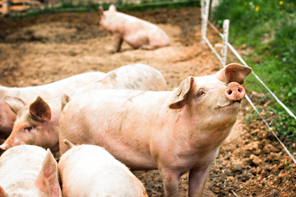 First U.S. Case of Bird Flu Detected in Oregon Farm Pig