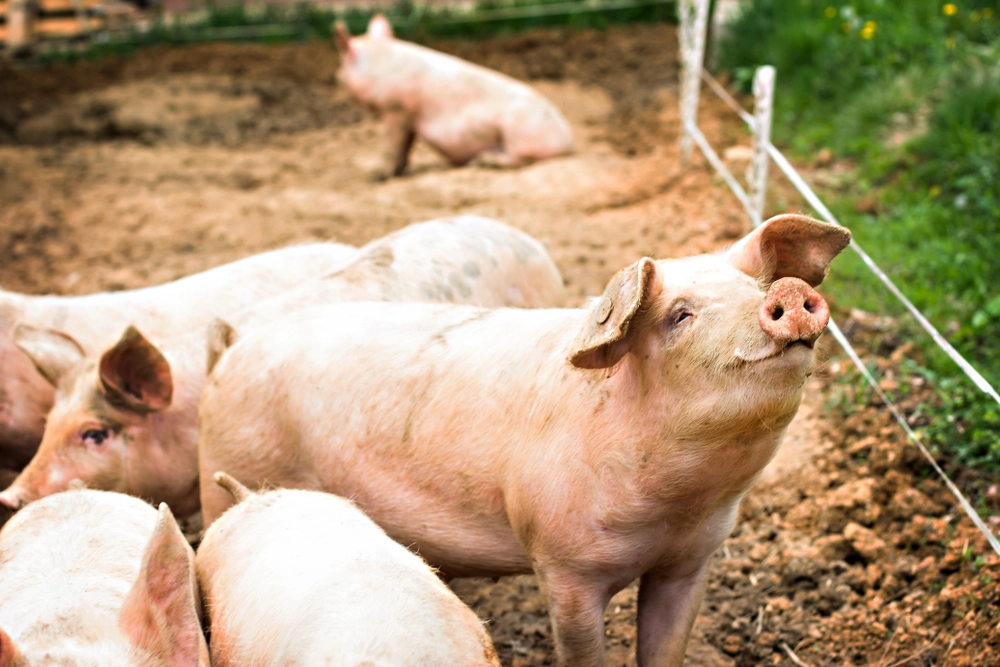 First U.S. Case of Bird Flu Detected in Oregon Farm Pig