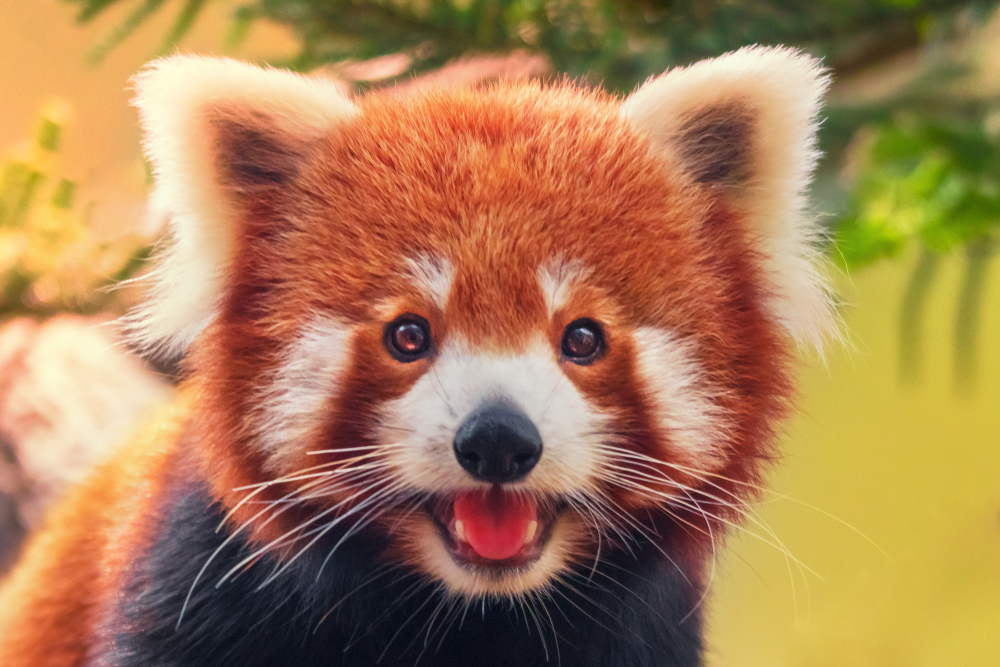 Fireworks Blamed for Tragic Death of Red Panda Cub at British Zoo