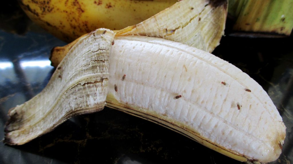 Say Goodbye to Banana Flies with This Easy DIY Solution