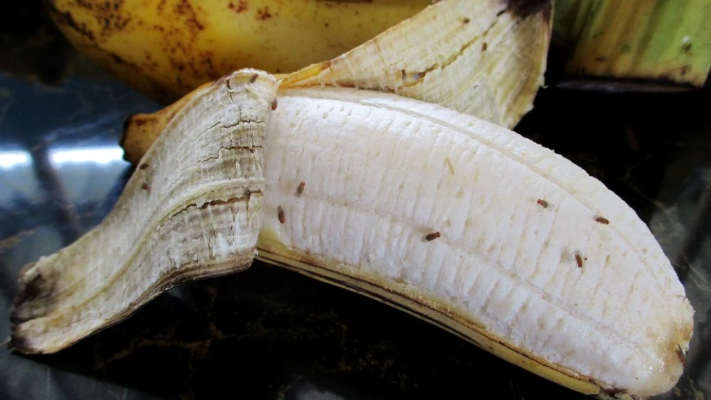 Say Goodbye to Banana Flies with This Easy DIY Solution
