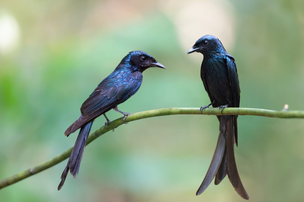 Science Explains: Can Animals Learn the “Languages” of Other Species?