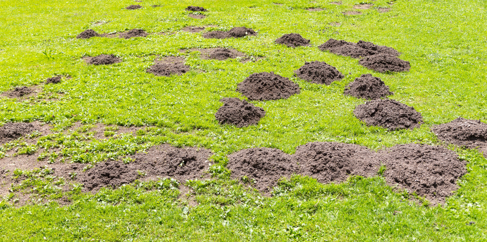 Banish Garden Pests Overnight: The Simple Mixture That Sends Moles and Voles Packing