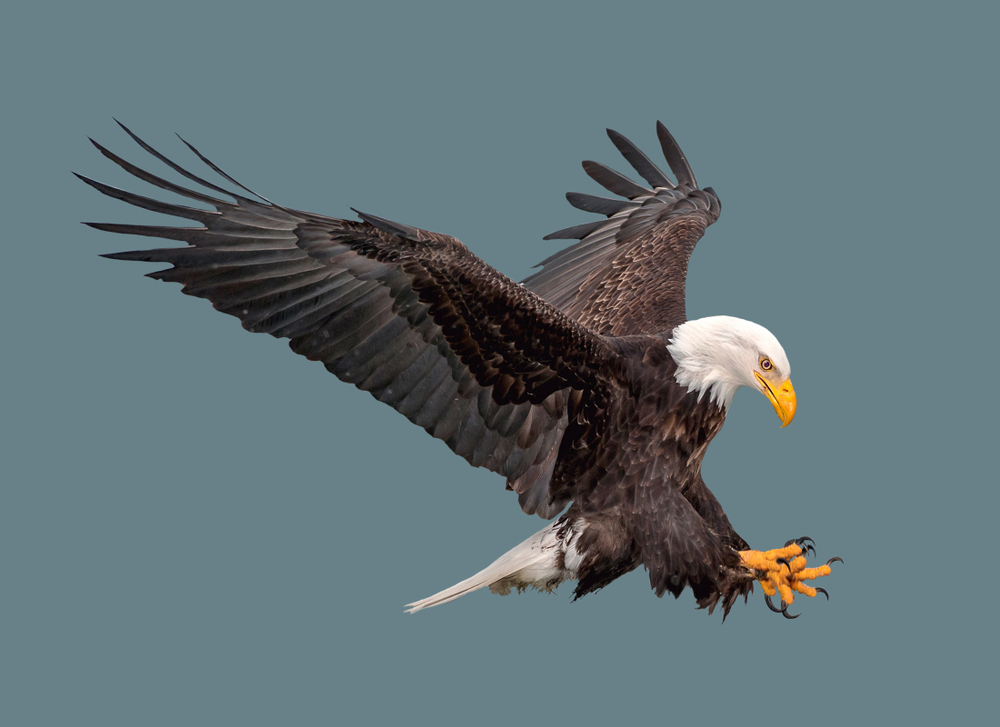 Nature’s hide and seek: Can you find the camouflaged eagle?