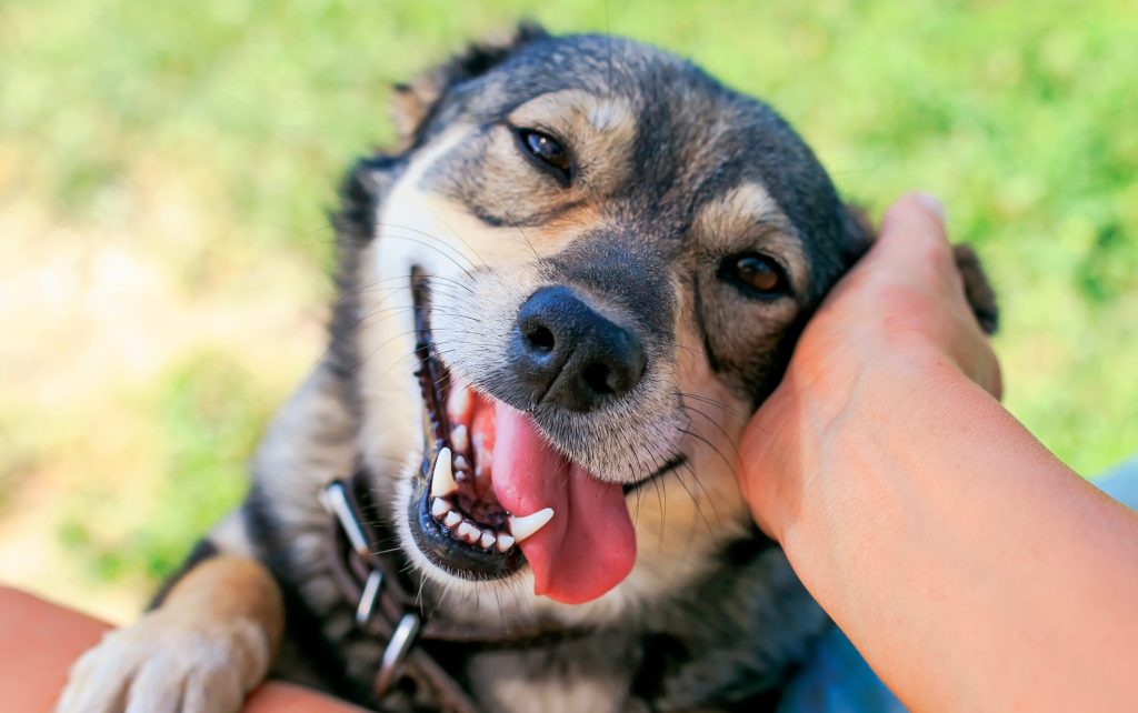 The Best Way to Talk to Your Dog, According to Science