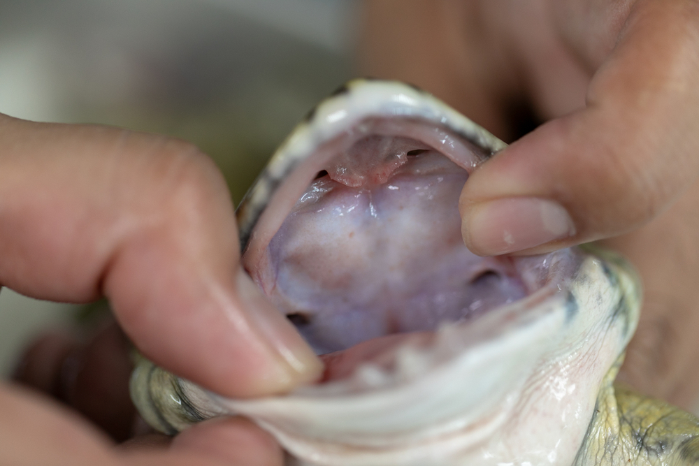 Scientists Uncover Elusive Frog Species with Teeth in Luzon