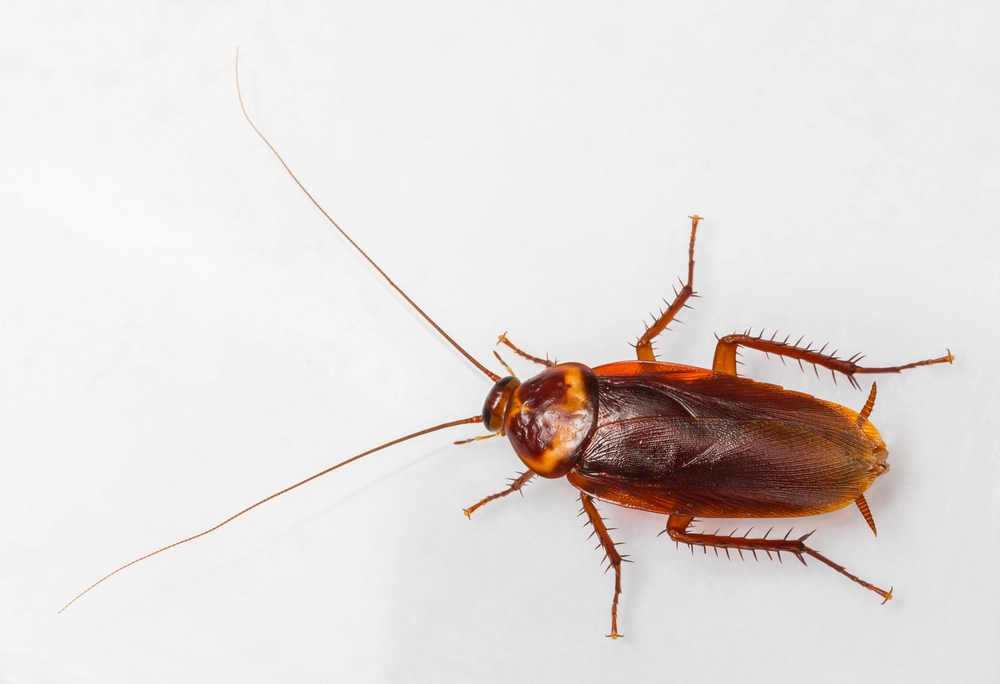 Rise of ‘Superoaches’: Climate Change Fueling Cockroach Surge