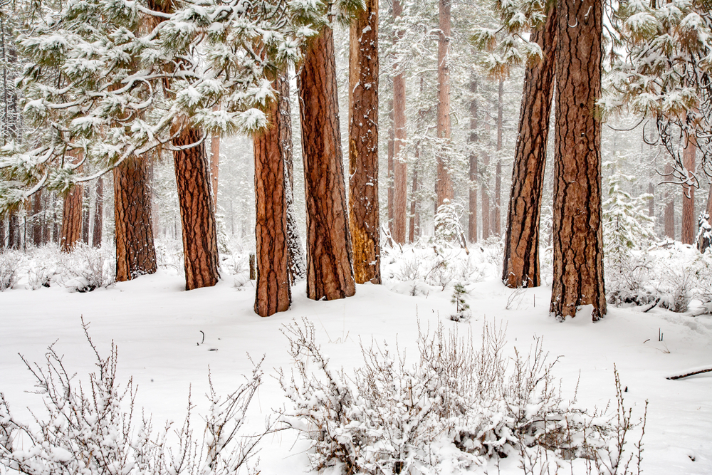 Two Men Die in Oregon Forest While Searching for Bigfoot