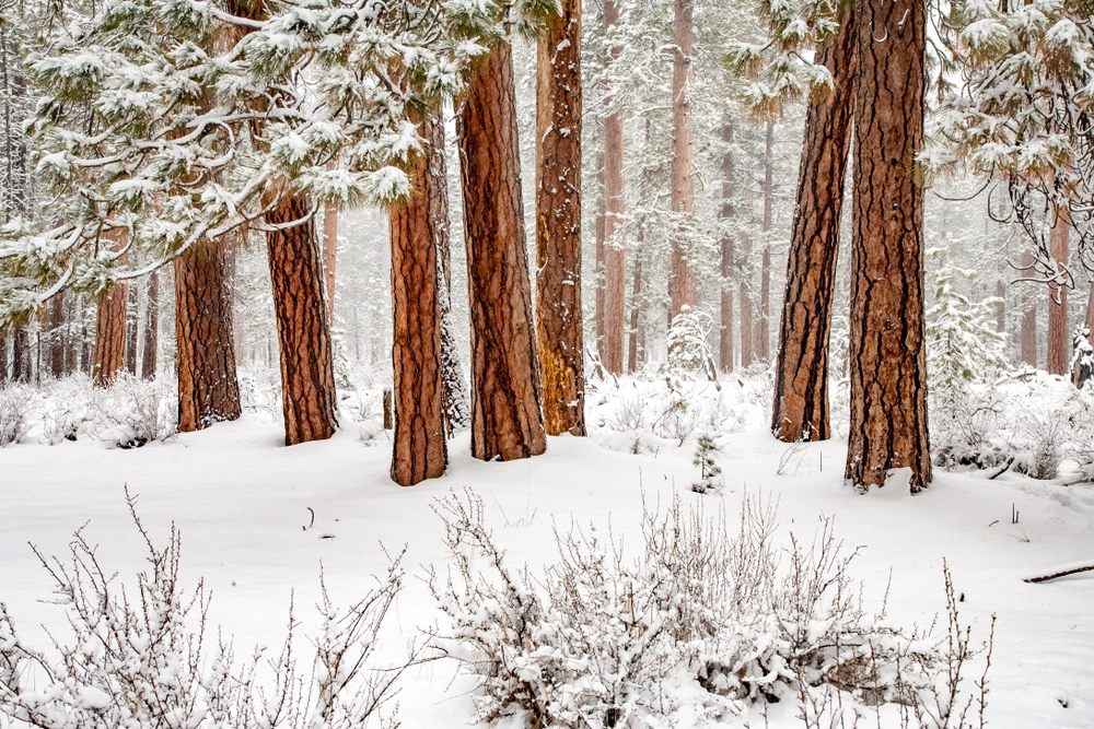Two Men Die in Oregon Forest While Searching for Bigfoot