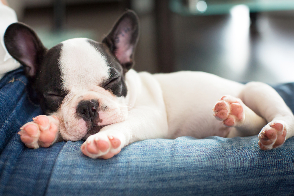 7 Reasons Why Dogs Twitch In Their Sleep