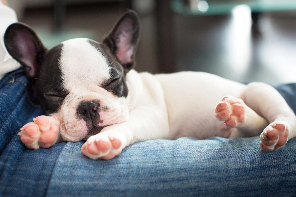 7 Reasons Why Dogs Twitch In Their Sleep