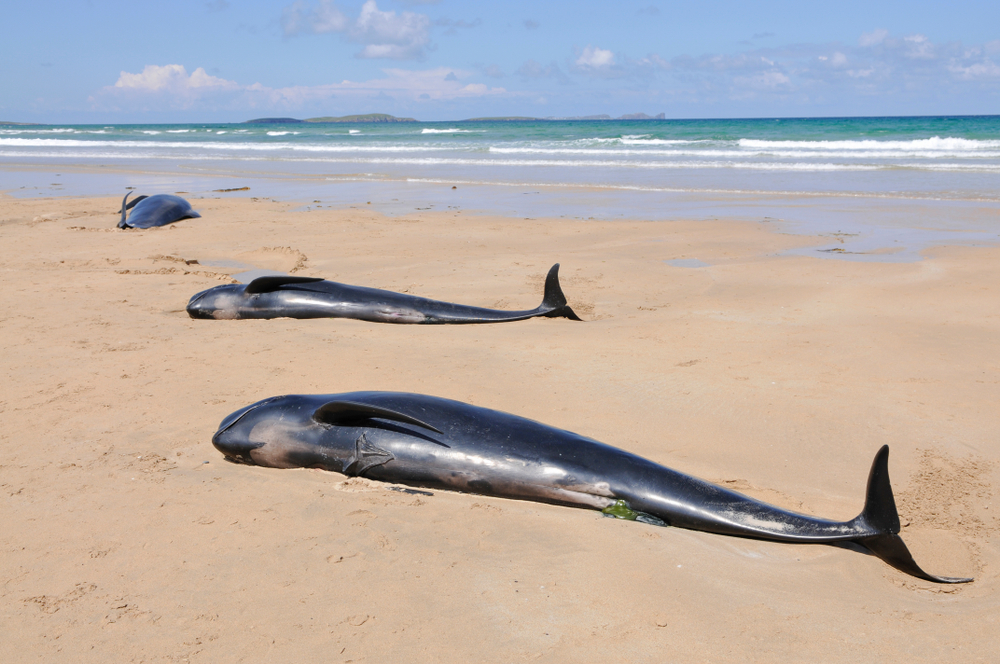 Tragic Mass Stranding of Whales on Scottish Beach