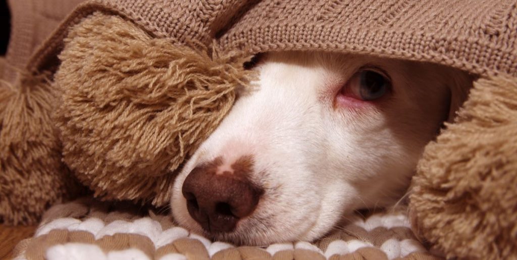 Is Your Dog Suffering from Allergies? Here Are 6 Important Symptoms
