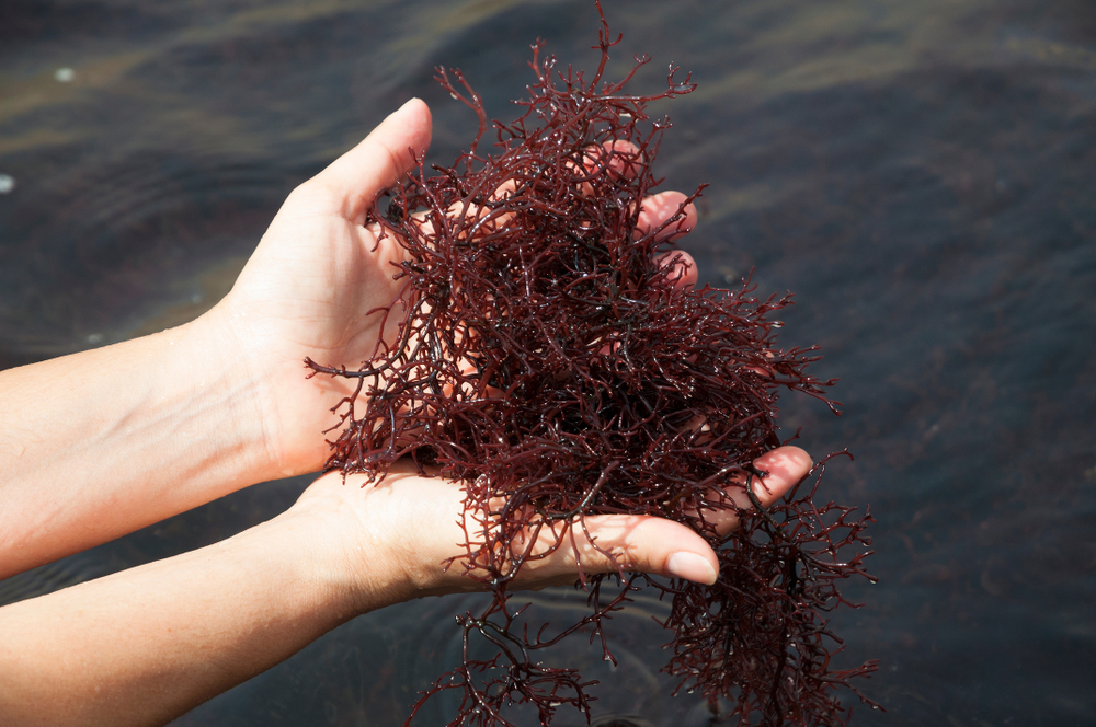 Seaweed: A Potential Lifesaver in Post-Nuclear War Scenarios, Study Suggests