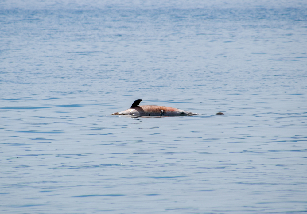 Oil Spill in Kerch Strait Kills Over 30 Endangered Dolphins