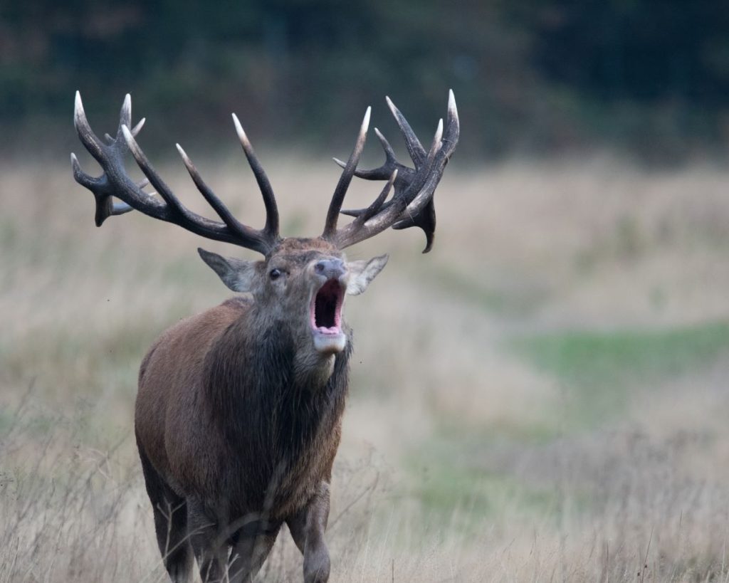 91-Year-Old Man Killed in Deer Attack in Granada, Wife Injured