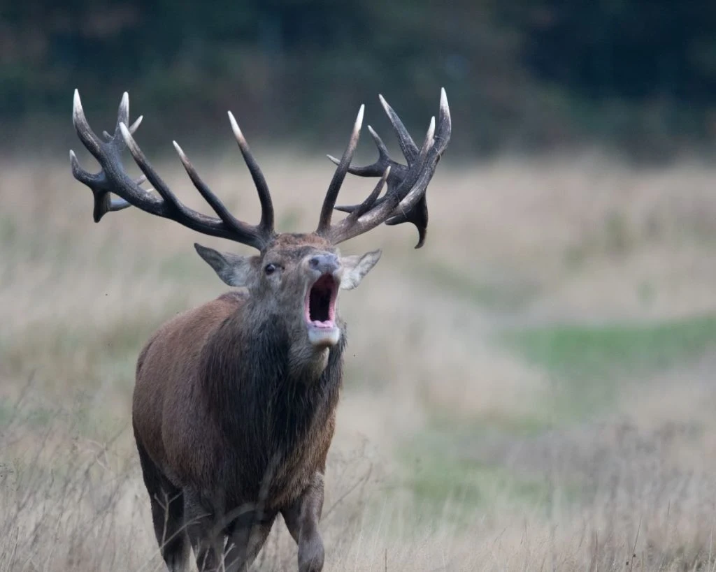 91-Year-Old Man Killed in Deer Attack in Granada, Wife Injured