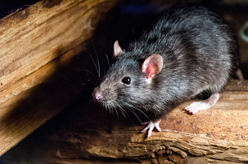 Revolutionary virtuel reality study shows that rats can dream and how you can avoid them