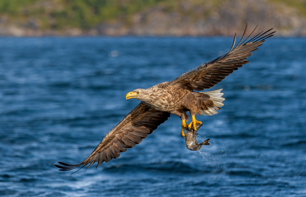 On the Brink of Extinction: Europe’s Largest Vulture Returns