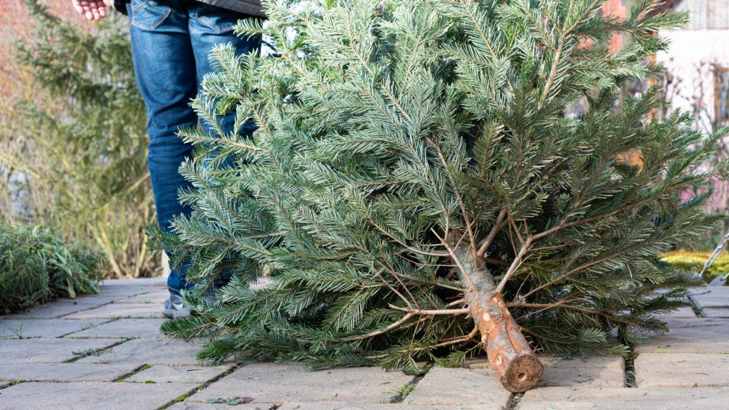 Three Tricks to Keep Creepy Crawlers Out of Your Christmas Tree