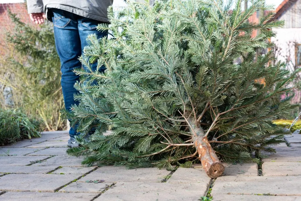 5 Eco-Friendly Ways to Recycle Your Christmas Tree This Season