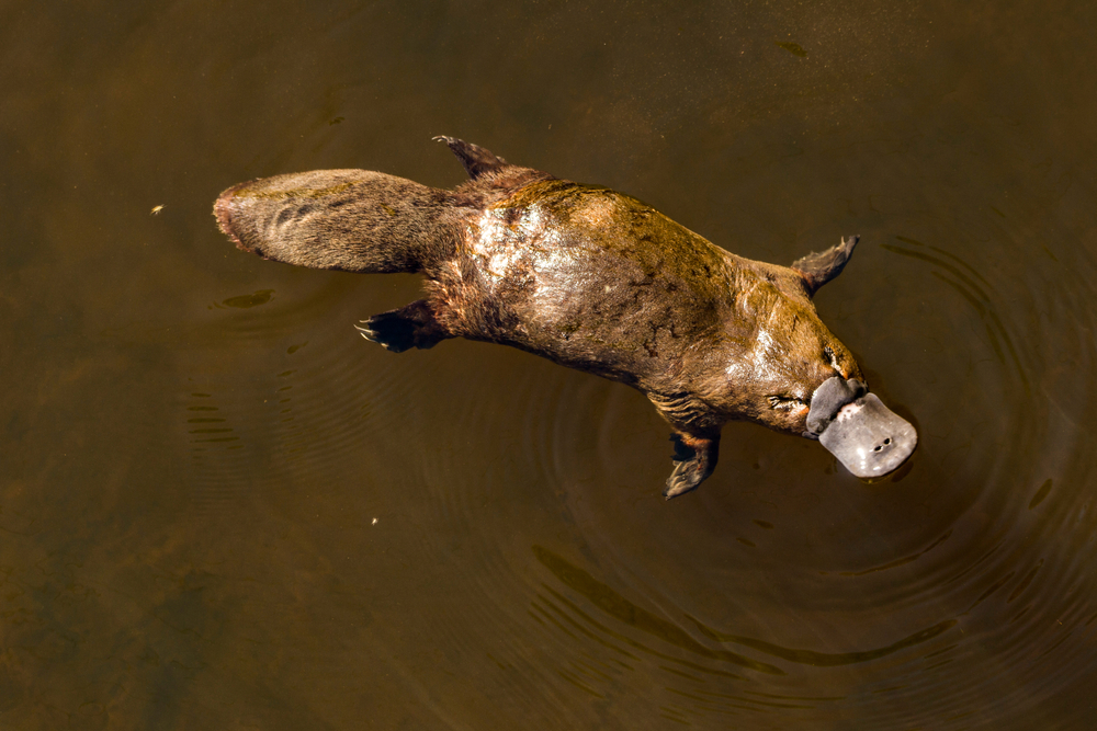 Woman hospitalized after rare platypus poisoning incident