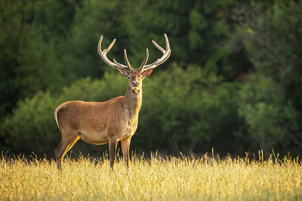 American island prepares to kill all deer to save it