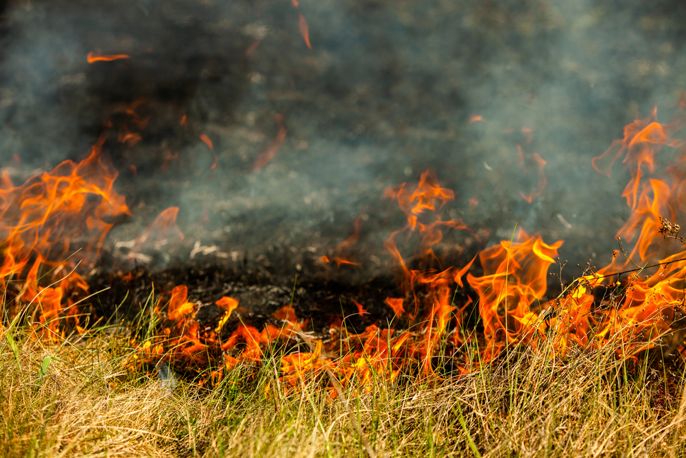 Wildfire Rages in Sigean, Threatening Over 100 Hectares