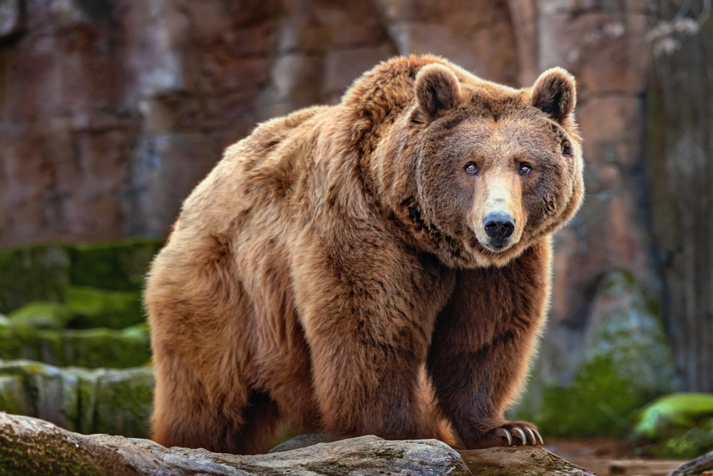 Sweden’s Bear Hunt Sparks Outrage After 150 Bears Killed in Just Two Days