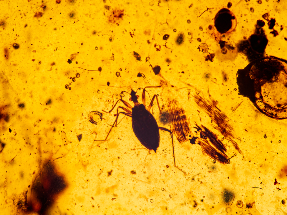 Scientists Discover Ancient Amber dating back 90 million years in Antarctica