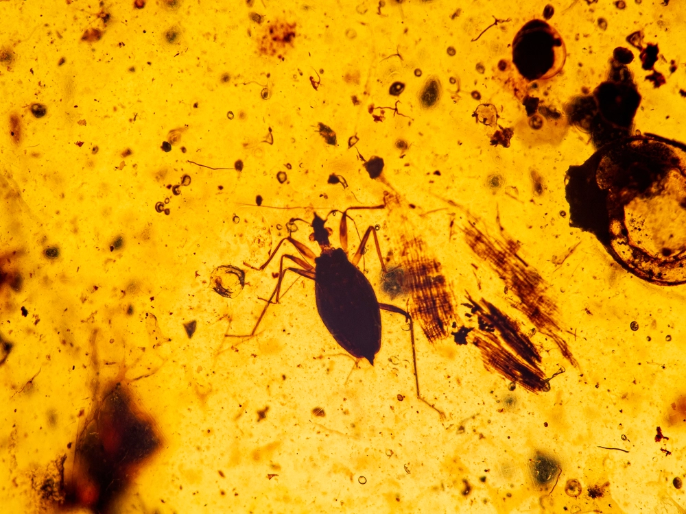 Scientists Discover Ancient Amber dating back 90 million years in Antarctica