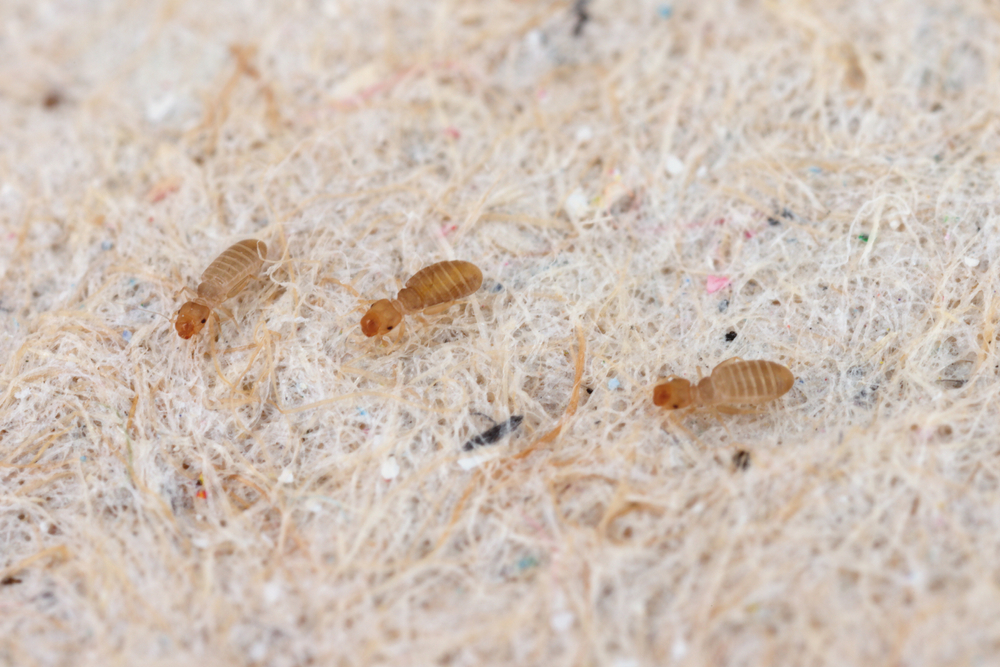 These Tiny Insects Hide in Your Cupboards and Clothes: See How to Get Rid of Them