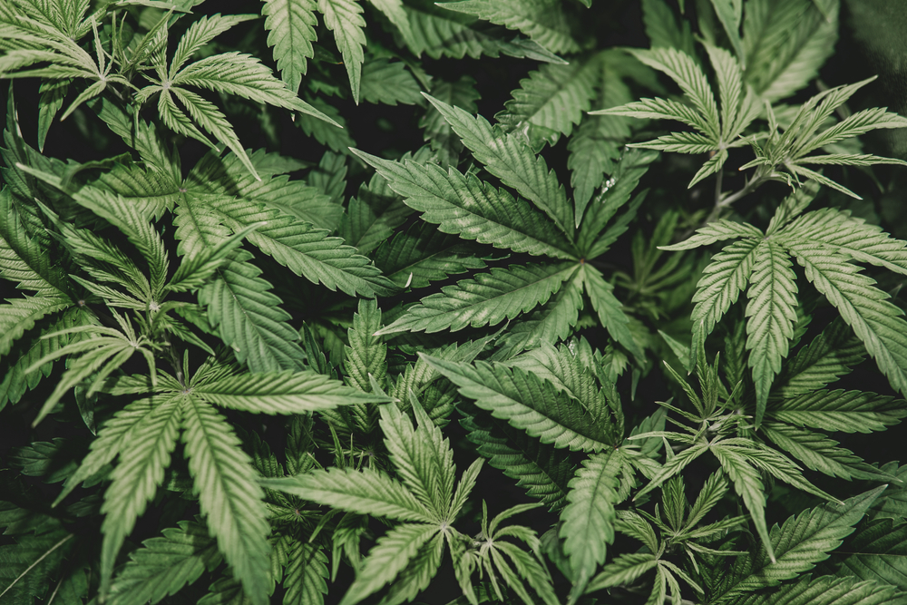 Germany Allows Cannabis Social Clubs to Begin Cultivation