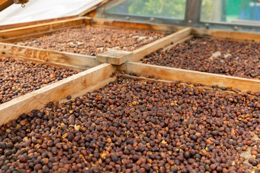 Customs Officers Make Astounding Find in Belgian Coffee at St. Petersburg Port