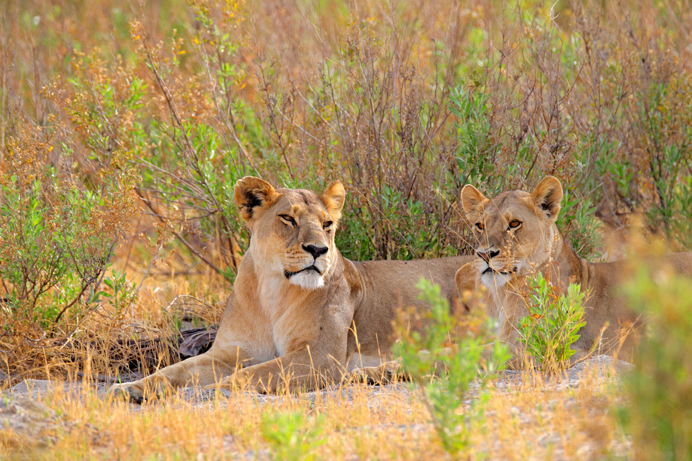 8-Year-Old Survives Five Days Among Lions and Elephants in Zimbabwe