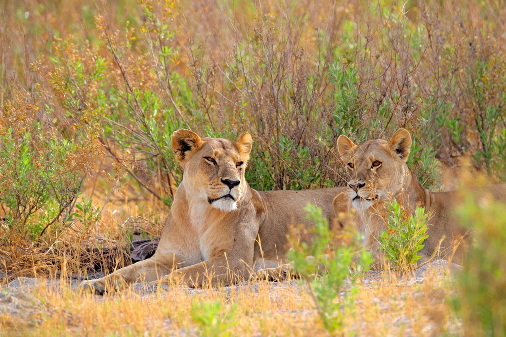 8-Year-Old Survives Five Days Among Lions and Elephants in Zimbabwe