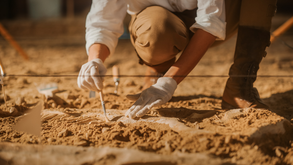 Unidentifiable Plant Fossils Found in Utah Unable to Match With Any Known Plant Family