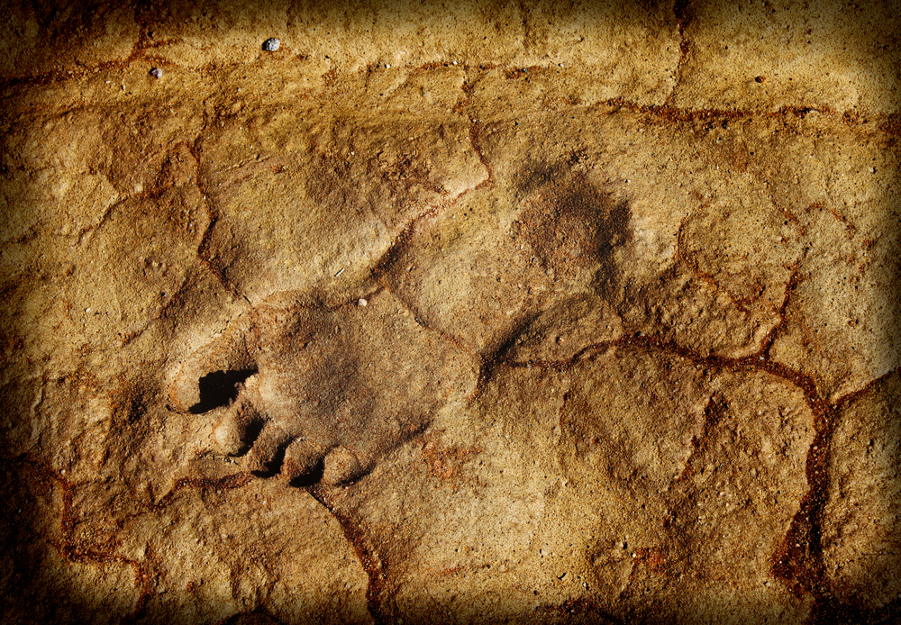 1.5-Million-Year-Old Footprints Reveal Two Early Human Species Shared Habitat